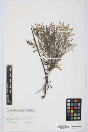 Tolpis spec.
