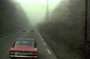 B 31; Wildschweine überqueren die Fahrbahn