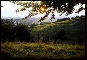 Sulzburg: Weinreben im Abendlicht