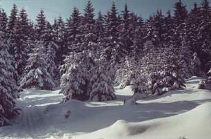 Thüringer Wald. Winterlandschaft