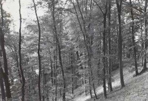 Dorf, Feldberg (Kreis Neustrelitz)
