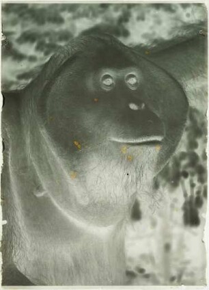Pongo pygmaeus (Linnaeus, 1760)