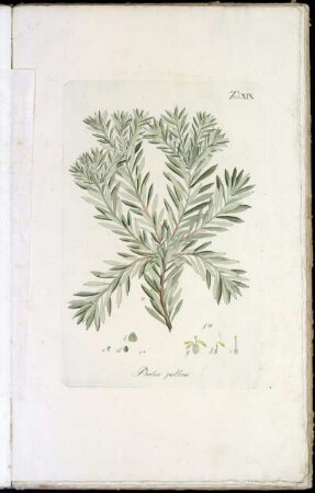 Tab. XIX Protea pallens