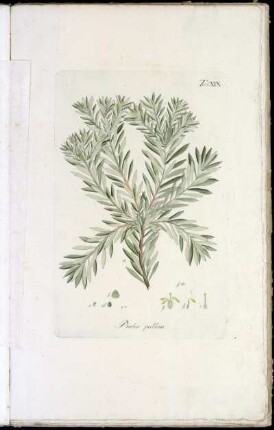 Tab. XIX Protea pallens