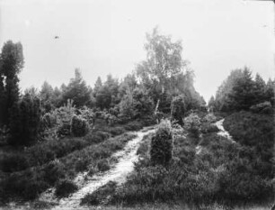 Lüneburger Heide : Weg durch die Lüneburger Heide