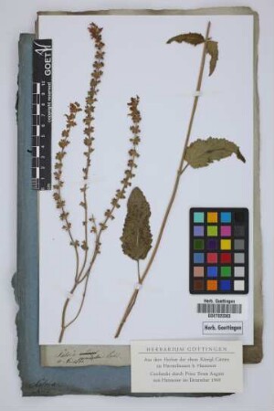Salvia pendula Vahl