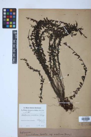 Asplenium lunulatum var. erectum (Bory ex Willd.) Baker
