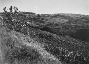 Landwirtschaftliche Anbaufläche : Landwirtschaftliche Anbauflächen in der hügeligen Landschaft des südafrikanischen Tafellandes