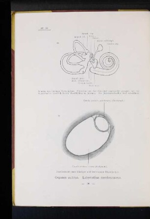 Organon auditus. Labyrinthus membranaceus.