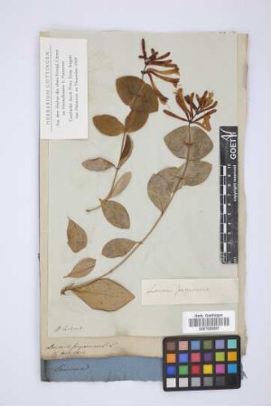 Lonicera sempervirens