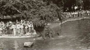 Dresden. Zoologischer Garten, Indischer Elefant "Birma" mit Tierpfleger im Seelöwenteich