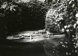 Hechtalligatoren, Krokodilinsel im Terrarium