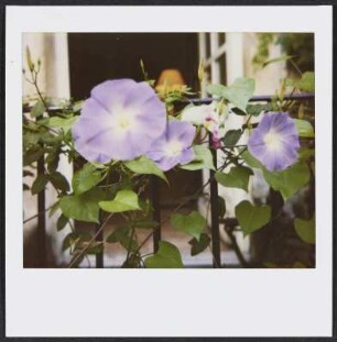 Blumen am Geländer in Puy-Saint-Martin