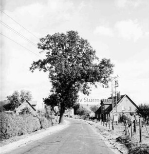 Dorfstraße: vorn rechts Zaun, Weide und Strommast: links Hecke: in der Mitte Baum: dahinter Häuser mit Gärten