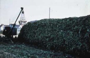 Fotografie: Futtererntetechnik, Rübenblattbergung, Silage, Mietenlager, Greiferanlage, Flachsilo