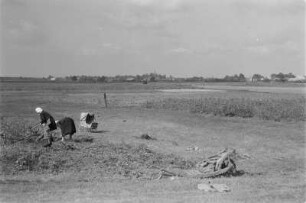 Landschaft um Schleife. Ernte. : Krajina wokoło Slepeho. Žně na polu.