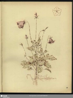 Breitblättrige Glockenblume.