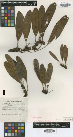 Elaphoglossum obtusum Peter [type]