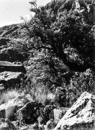 Baum in der Cordillera Real : Baum der Gattung Polylepis in der Cordillera Real
