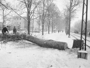 Abholzung von Bäumen in der nördlichen Kaiserallee zwischen Händelstraße und Kaiserallee West im Zusammenhang mit dem Ausbau der Kaiserallee.