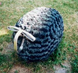 Schwarzes Kurzhaarschaf