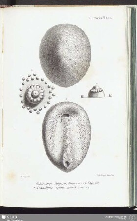 T. Crétacés, Pl. 804