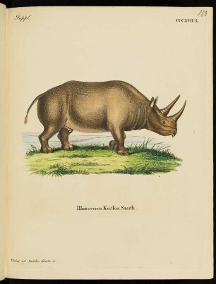 Suppl. CCCXVII. L. Rhinoceros Keitloa Smith.