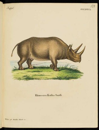 Suppl. CCCXVII. L. Rhinoceros Keitloa Smith.