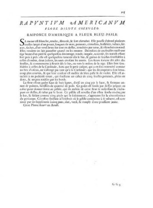 Rapuntium Americanum Flore Dilute Coeruleo