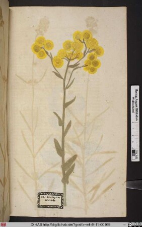 Elichrysum orientale