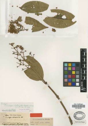 Conostegia clidemioides C.Wright ex Griseb. [holotype]