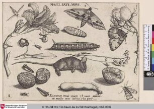 Nasci Pati Mori [Insekten, Pflanzen und Früchte mit Raupen und Puppen und einer toten Maus im Zentrum]