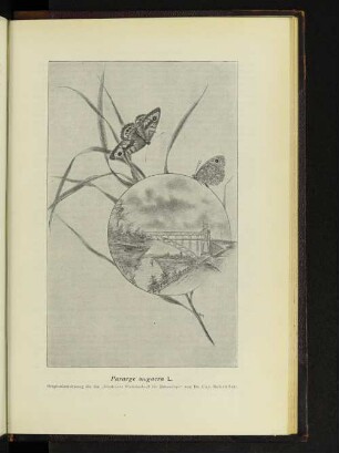 Pararge megaera L.
