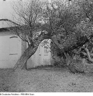 Durch Sturmschäden verkrüppelte Linden