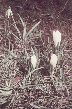 Schneeglöckchen und Krokusse