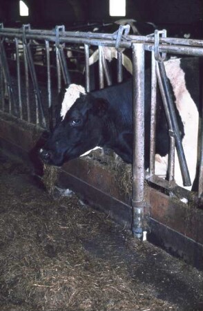 Fotografie: Tierproduktionsverfahren, Anbindestall, Anbindevorrichtung