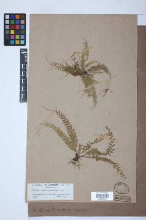 Asplenium gibertianum Hook.