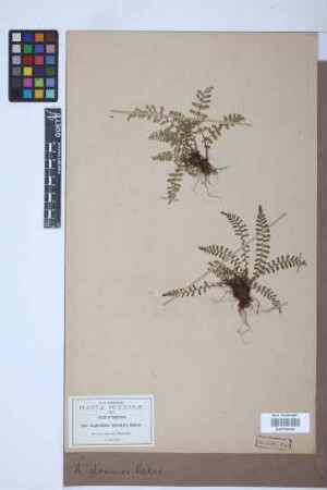 Asplenium glenniei Baker