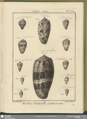Pl. 322. Cone. Conus