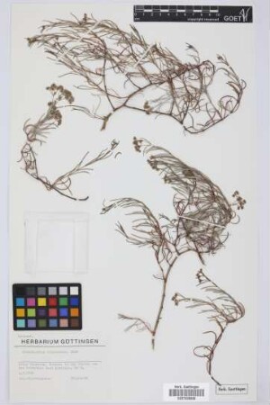 Dicheranthus plocamoides Webb