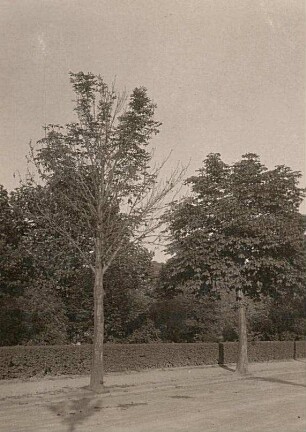 Rot-Pustelpilz (Nectria cinnabarina) auf Gewöhnlicher Rosskastanie (Aesculus hippocastanum)