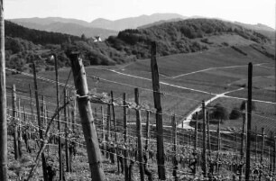 Ballrechten: Weinberg (Römerberg) von Richtung Süden