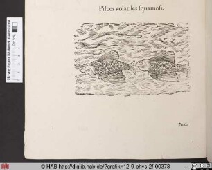 Pisces volatiles sqamosi.
