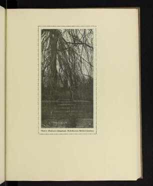 Gruft unter Hängebuche. St. Catharinen-Friedhof, Hamburg