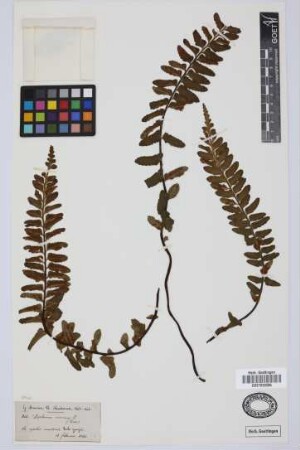 Asplenium marinum L.