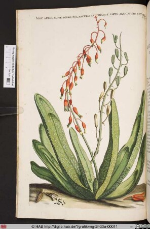 ALOE AFRIC: FLORE RUBRO.