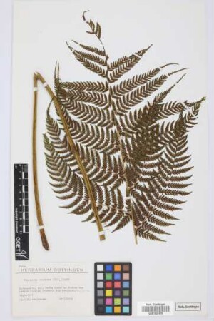 Diplazium caudatum (Cav.) Jermy