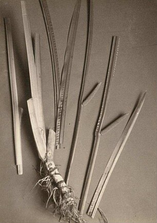 (Indischer) Kalmus (Acorus calamus)