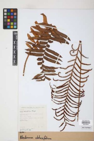 Blechnum obtusifolium Ettingsh.