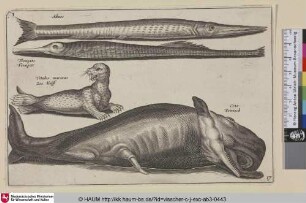 Admos; Trompete, Trompett; Vitulus marinus, Zee Kalff; Cete, Potvisch